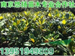 南京雪松小種苗上市了咯，秋季雪松小苗,廣玉蘭小苗，白玉蘭小苗