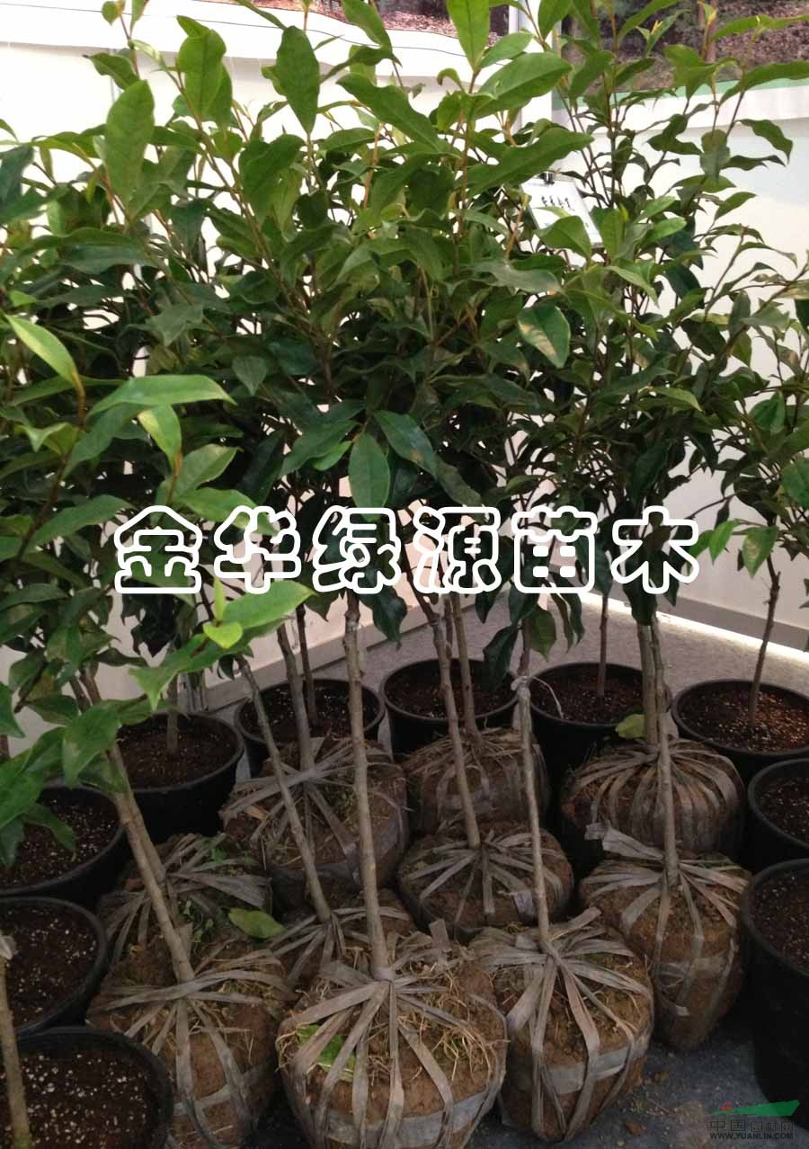 供應(yīng)紫花含笑嫁接1年地栽苗