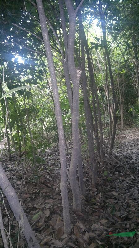 桂花（獨(dú)桿定桿1米2）