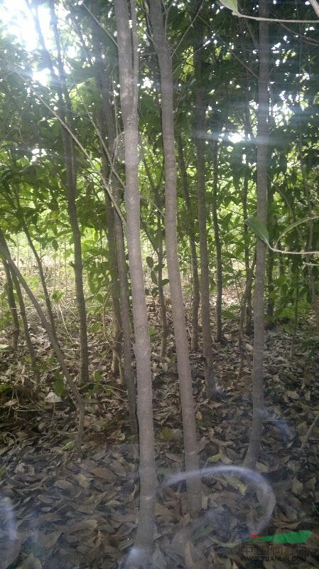 桂花（獨(dú)桿定桿1米2）