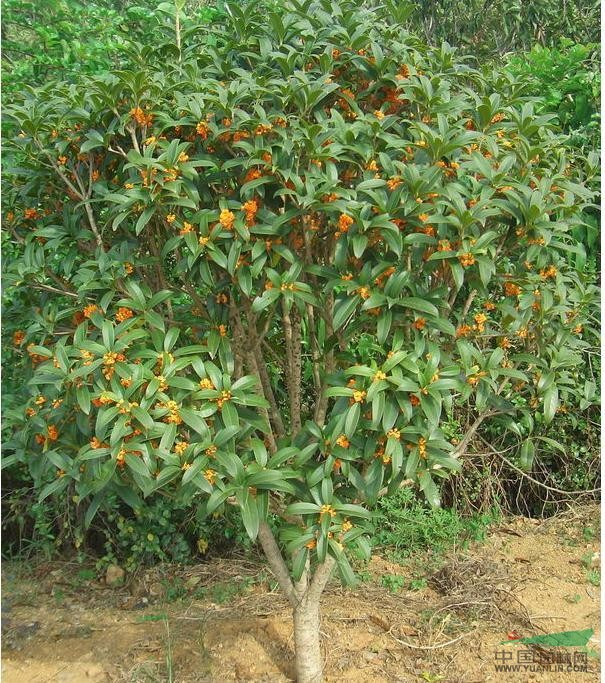 工程苗木供应：香樟、金桂、杜英、红枫