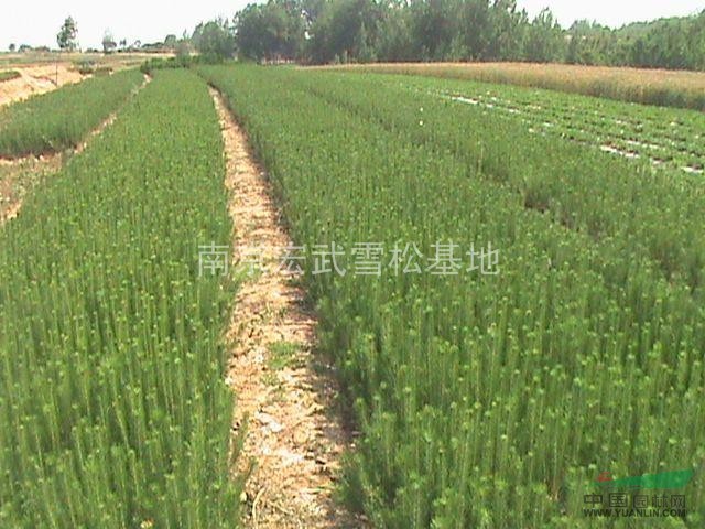 批量供應(yīng)南京雪松樹苗 最新南京雪松價格 3米雪松價格報價