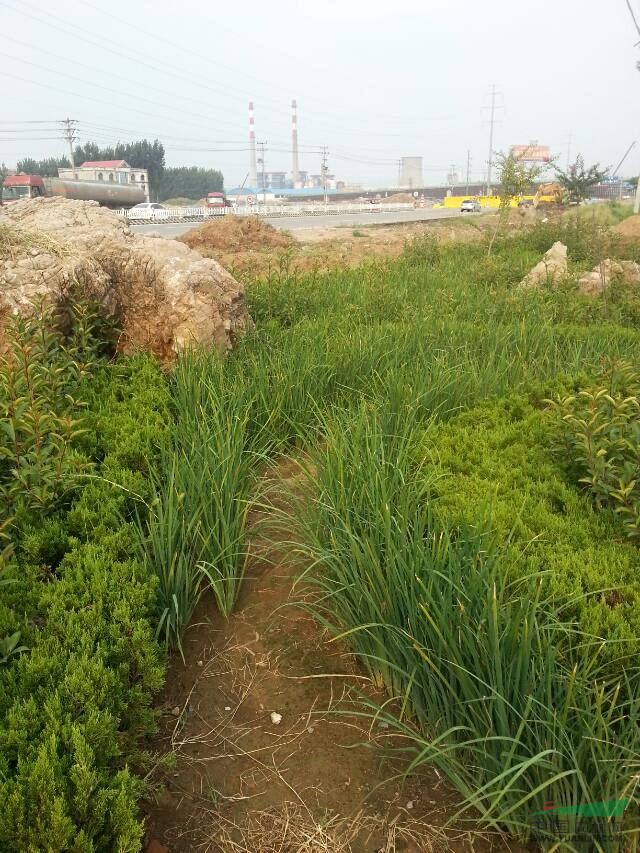 地被植物馬蘭