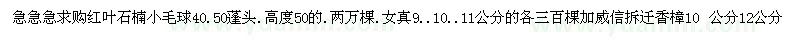 求購石楠小毛球