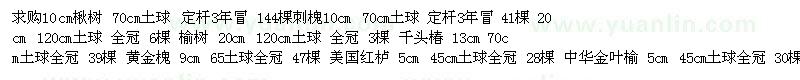 求購刺槐、千頭椿、黃金槐