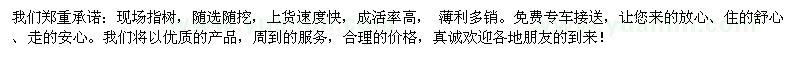求購(gòu)2米高五角楓
