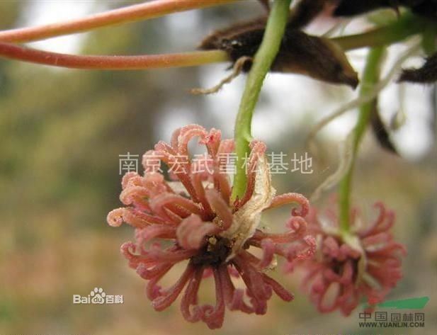 楓香信息，楓香苗木價格、楓香樹、楓香價格行情