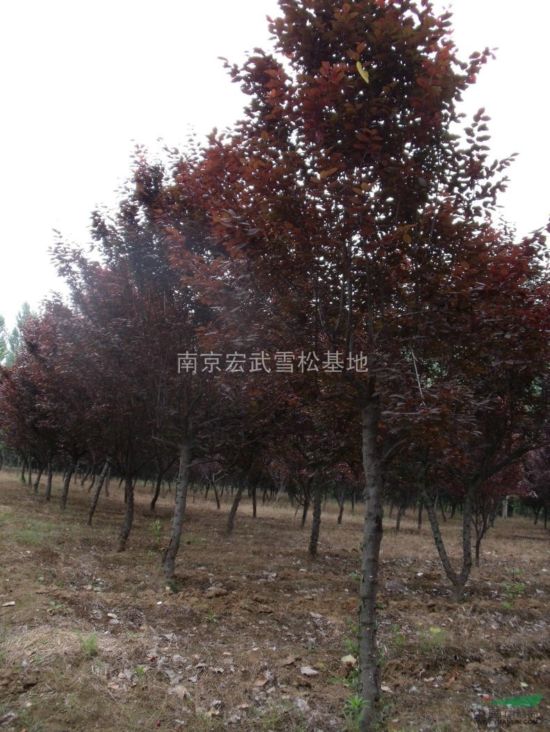 紅葉李種植技術(shù)，紅葉李價格信息，紅葉李苗木價格 