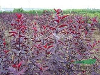 紅葉李種植技術(shù)，紅葉李價格信息，紅葉李苗木價格 