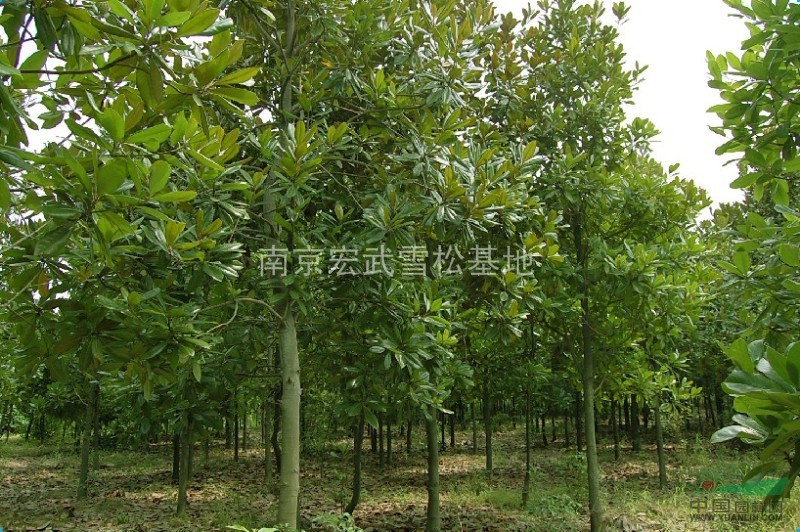 提供廣玉蘭 最新報(bào)價(jià) 廣玉蘭冠幅飽滿樹形優(yōu)美
