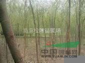 垂柳基地垂柳銷售