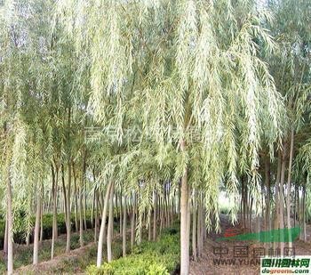 垂柳基地垂柳銷售