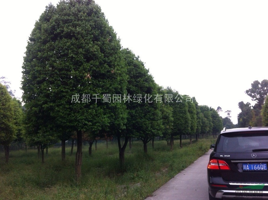 成都苗圃熟貨   12公分天竺桂供應(yīng)