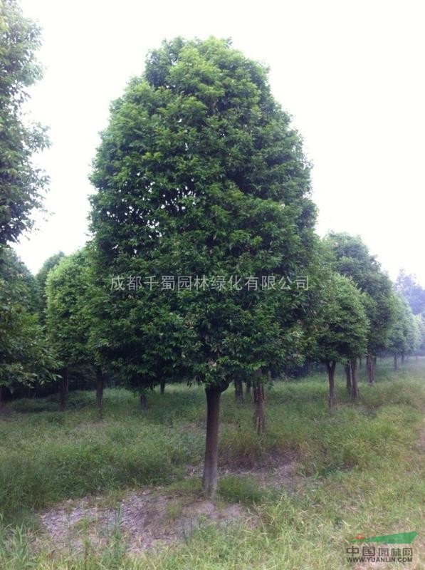 成都苗圃熟貨   12公分天竺桂供應(yīng)