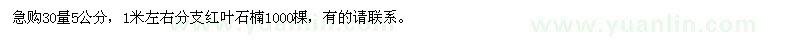 求購30公分量5公分紅葉石楠