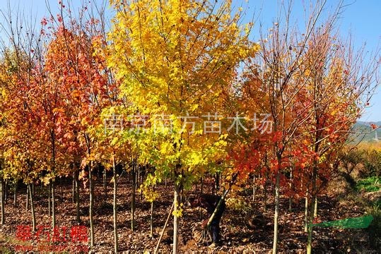 杜仲樹、杜仲樹價格、杜仲價格、杜仲苗木、杜仲作用、南杜仲基地