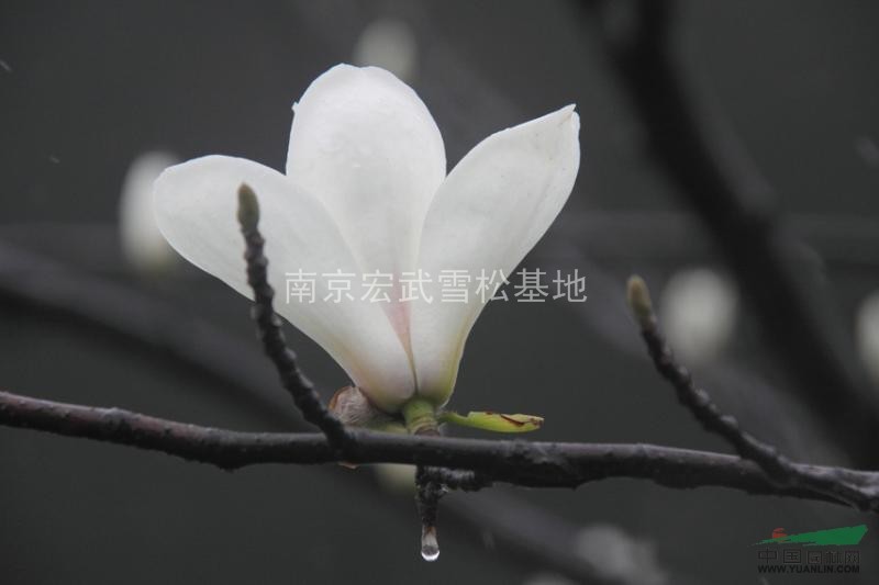 白玉蘭，白玉蘭價格介紹