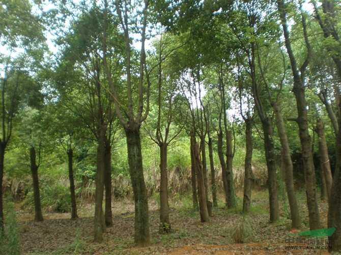 再生香樟