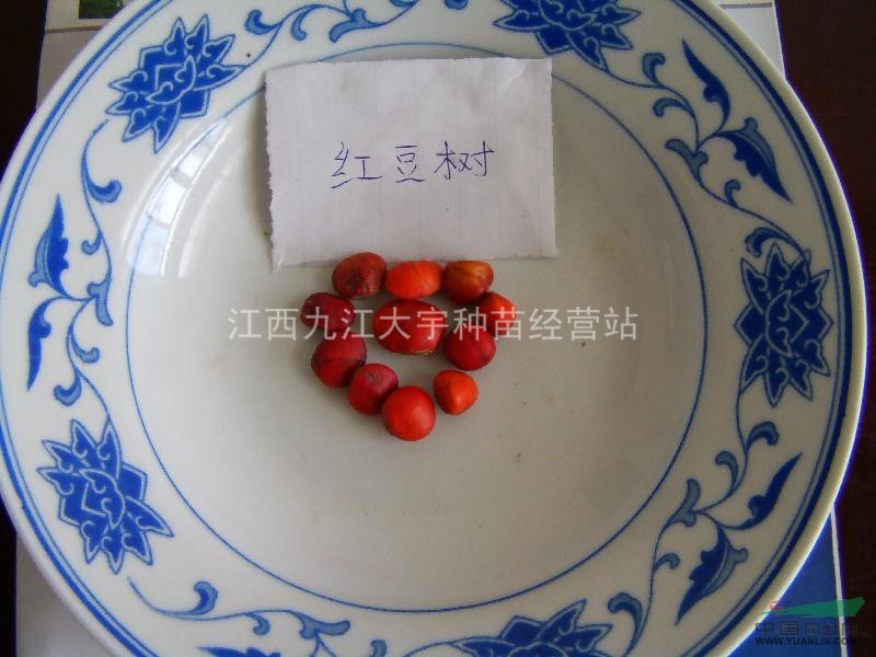 紅豆樹(shù)