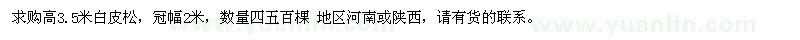 求購高3.5米白皮松