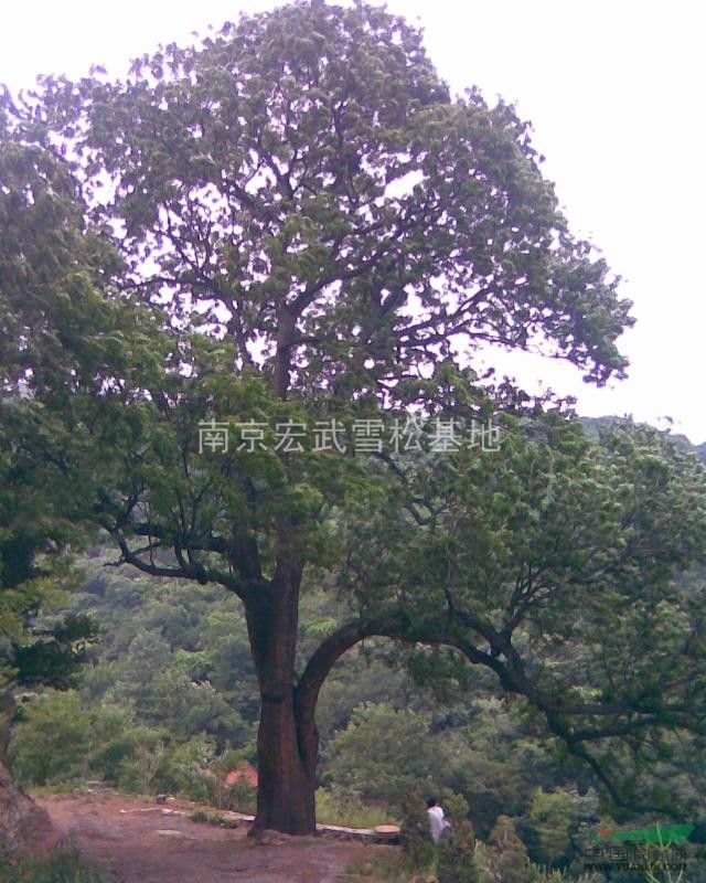 黃連木價格黃連木苗木價格黃連木產(chǎn)地價格信息