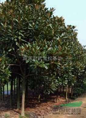 廣玉蘭價(jià)格最低_南京宏武雪松苗木種植基地