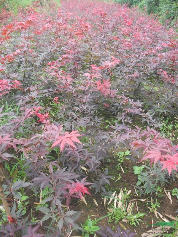 中國紅楓