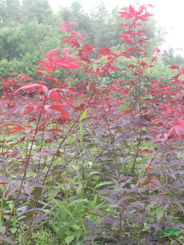 中國紅楓