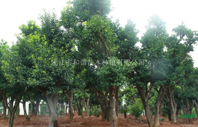 香泡 精品香泡 香泡價(jià)格