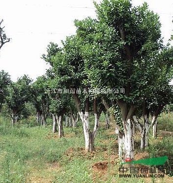 香泡 精品香泡 香泡價(jià)格