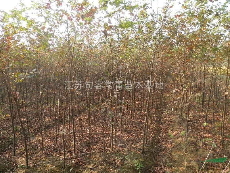 大量供應2公分櫸樹