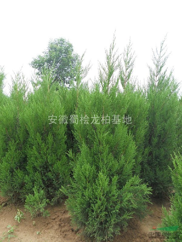 安徽蜀檜，1.2米蜀檜低價出售