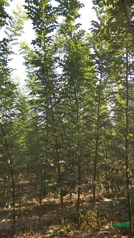大量出售20公分至3米高速生白蠟,及20公分至3米高速生國槐