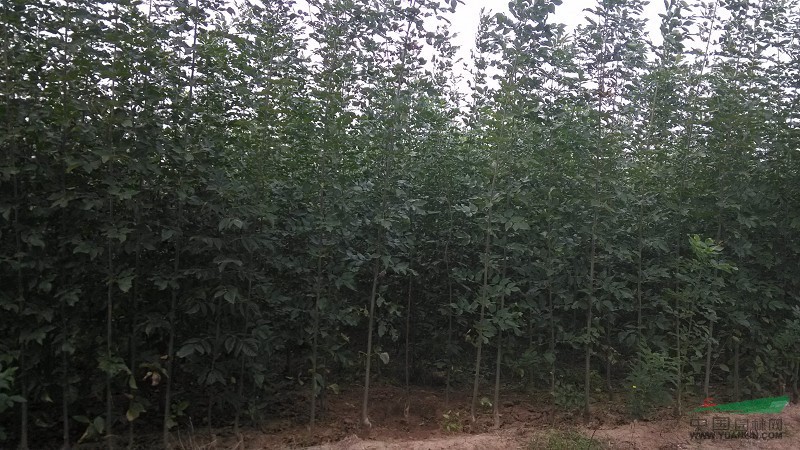 大量出售20公分至3米高速生白蠟,及20公分至3米高速生國槐