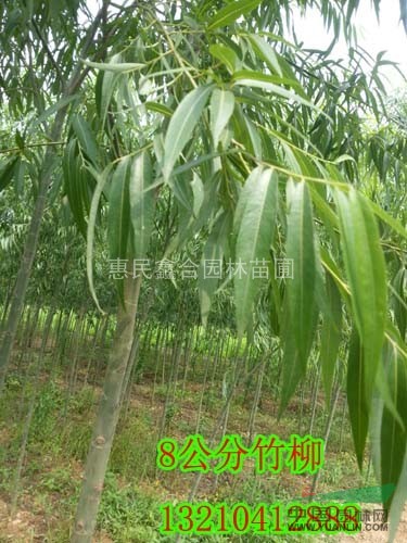 北京萬畝造林竹柳、山東3公分竹柳、惠民8公分竹柳 
