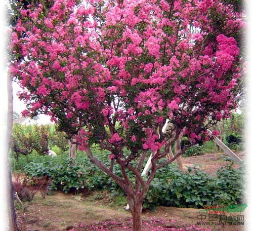 紅花紫薇價格 南京紫薇價格供應(yīng) 南京小汪苗圃場