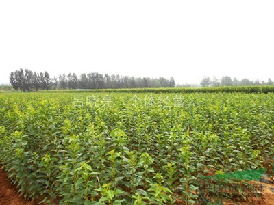 低價(jià)供應(yīng)各種規(guī)格優(yōu)質(zhì)櫻花數(shù)萬棵