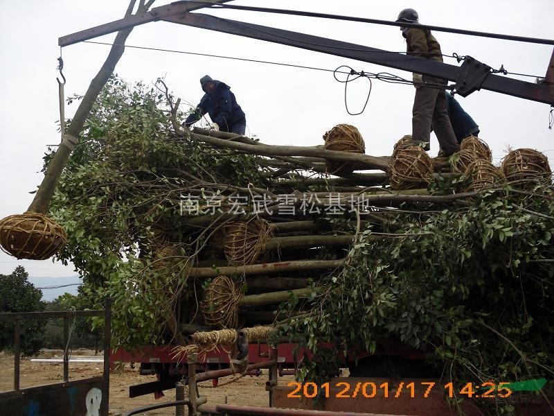 南京大葉女貞基地  大葉女貞價格更新