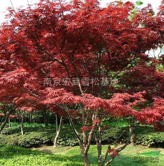 紅楓樹價格  紅楓價格