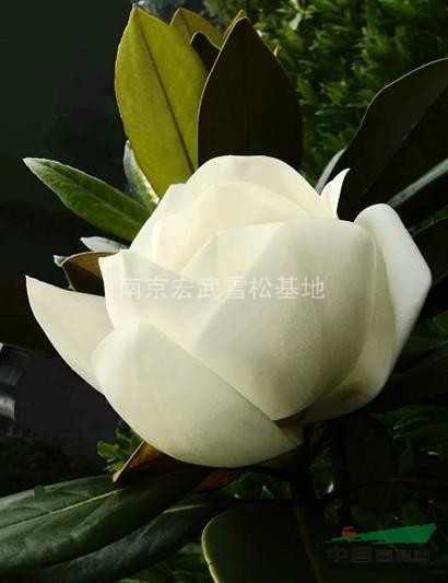 2-12公分白玉蘭價(jià)格信息