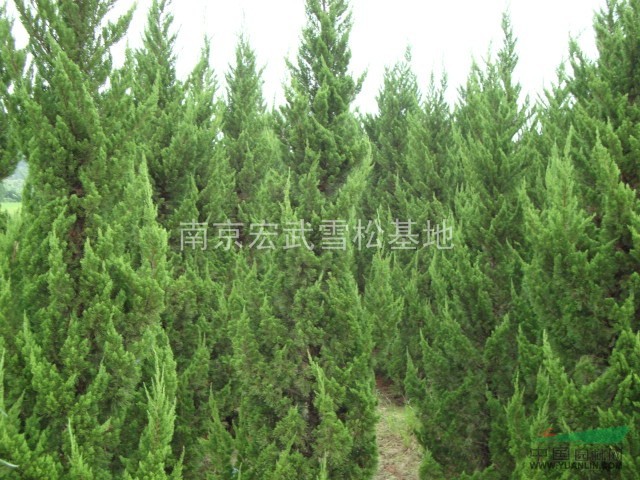 龍柏小苗價格  龍柏價格更新