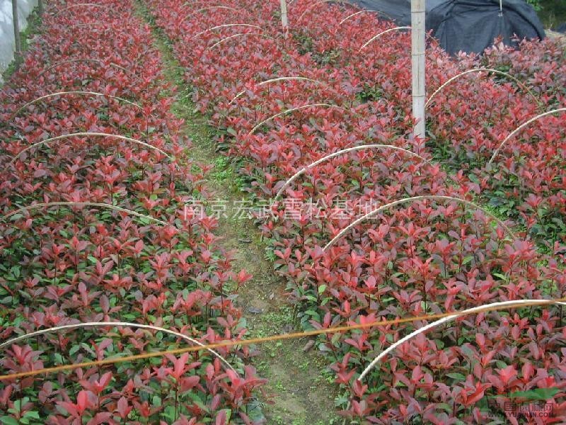 紅葉石楠球價格  紅葉石楠球價格低價銷售