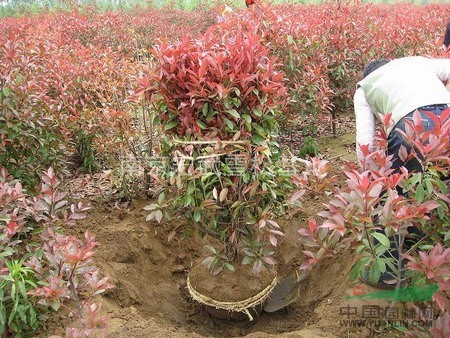紅葉石楠球價格  紅葉石楠球價格低價銷售