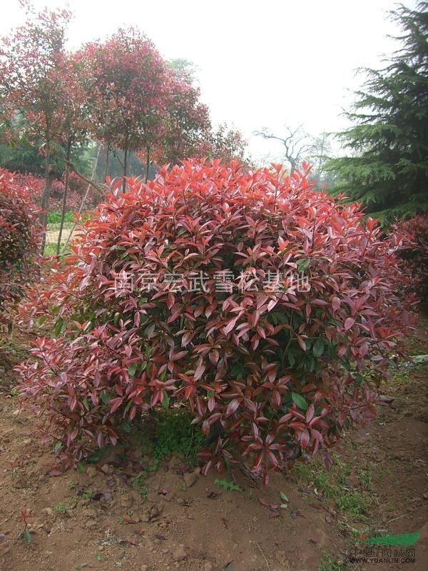紅葉石楠基地紅葉石楠樹(shù)價(jià)格行情
