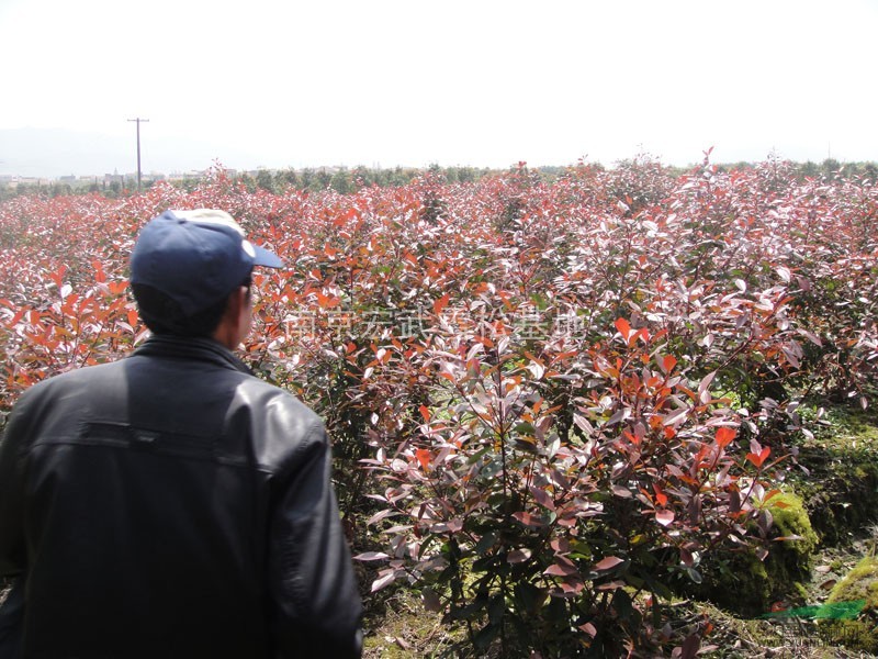 紅葉石楠基地紅葉石楠樹(shù)價(jià)格行情