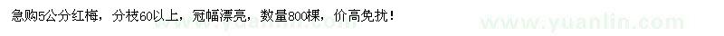 求購5公分紅梅