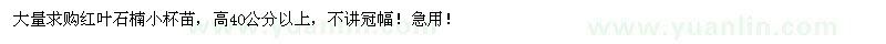 求購(gòu)高40公分以上紅葉石楠小杯苗