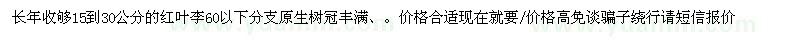 求購長(zhǎng)年收夠15到30公分的紅葉李