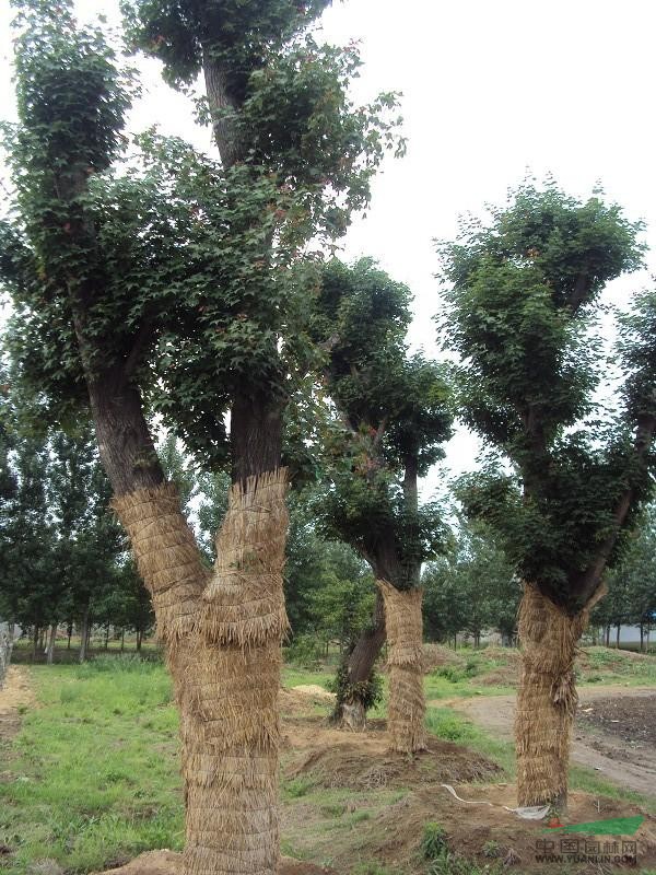 長期供應(yīng)五角楓，白玉蘭， 大葉女貞，黃櫨，桂花，杜仲等