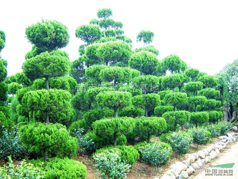 龍柏價(jià)格，龍柏基地：龍柏價(jià)格